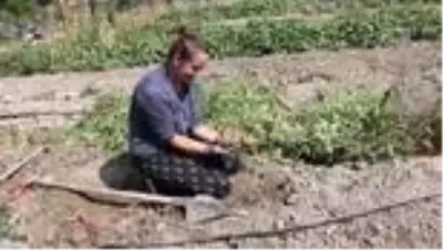 Tatlı patatesin hasadına başlandı Tatlı patatesin hasadına başlandı
