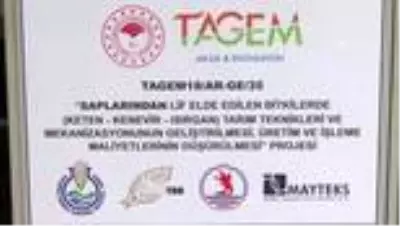 Türk mühendisleri kenevir lif sıyırma makinesi geliştirdi Türk mühendisleri kenevir lif sıyırma makinesi geliştirdi