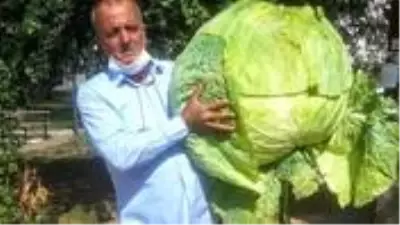 40 kilogramlık 'dev lahana' görenleri şaşırttı 40 kilogramlık 'dev lahana' görenleri şaşırttı
