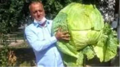 40 kilogramlık 'dev lahana' görenleri şaşırttı 40 kilogramlık 'dev lahana' görenleri şaşırttı