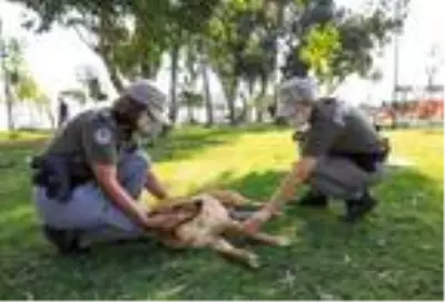 Antalya 'pitbull' ihbarında liste başı Antalya 'pitbull' ihbarında liste başı