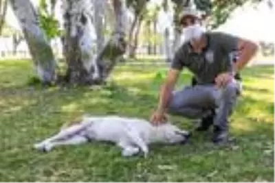 Antalya 'pitbull' ihbarında liste başı Antalya 'pitbull' ihbarında liste başı