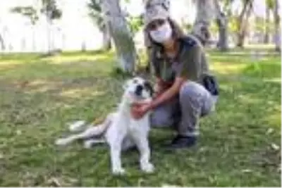 Antalya 'pitbull' ihbarında liste başı Antalya 'pitbull' ihbarında liste başı