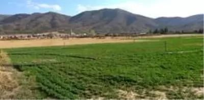 Atıl arazileri tarıma kazandıran belediyeden köylüye ucuz ürün desteği Atıl arazileri tarıma kazandıran belediyeden köylüye ucuz ürün desteği