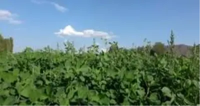 Atıl arazileri tarıma kazandıran belediyeden köylüye ucuz ürün desteği Atıl arazileri tarıma kazandıran belediyeden köylüye ucuz ürün desteği