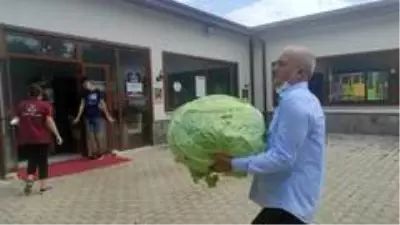 40 kilogramlık 'dev lahana' görenleri şaşırttı 40 kilogramlık 'dev lahana' görenleri şaşırttı