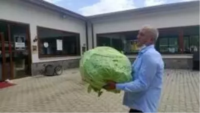 40 kilogramlık 'dev lahana' görenleri şaşırttı 40 kilogramlık 'dev lahana' görenleri şaşırttı