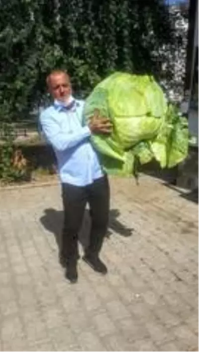 40 kilogramlık 'dev lahana' görenleri şaşırttı 40 kilogramlık 'dev lahana' görenleri şaşırttı