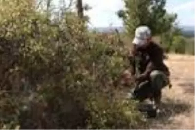 Doğa için işinden ayrıldı, topladığı meyveler geçim kaynağı oldu Doğa için işinden ayrıldı, topladığı meyveler geçim kaynağı oldu