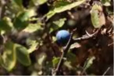 Doğa için işinden ayrıldı, topladığı meyveler geçim kaynağı oldu Doğa için işinden ayrıldı, topladığı meyveler geçim kaynağı oldu