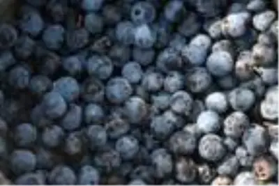 Doğa için işinden ayrıldı, topladığı meyveler geçim kaynağı oldu Doğa için işinden ayrıldı, topladığı meyveler geçim kaynağı oldu