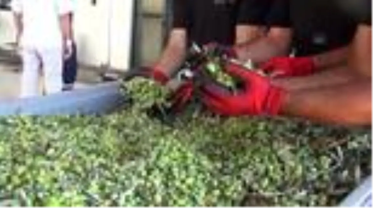 Edremit Körfezi'nde yılın ilk zeytinlerinden yağ elde edildi - BALIKESİR