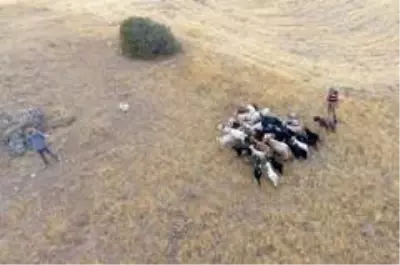 Son dakika haber... Elazığ'da firar eden hayvanlar, 7 kilometre uzakta drone ile bulundu