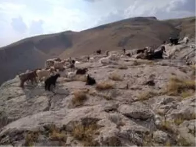 Son dakika haber... Elazığ'da firar eden hayvanlar, 7 kilometre uzakta drone ile bulundu