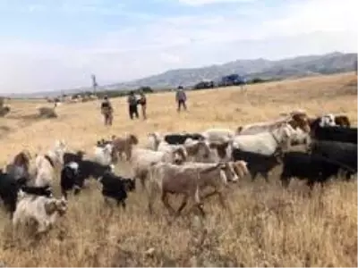Son dakika haber... Elazığ'da firar eden hayvanlar, 7 kilometre uzakta drone ile bulundu