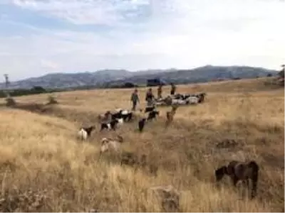 Son dakika haber... Elazığ'da firar eden hayvanlar, 7 kilometre uzakta drone ile bulundu