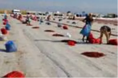 Ereğli'den 41 milyon liralık domates kurusu ihracatı Ereğli'den 41 milyon liralık domates kurusu ihracatı