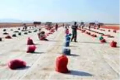 Ereğli'den 41 milyon liralık domates kurusu ihracatı Ereğli'den 41 milyon liralık domates kurusu ihracatı