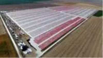 Ereğli'den 41 milyon liralık domates kurusu ihracatı Ereğli'den 41 milyon liralık domates kurusu ihracatı