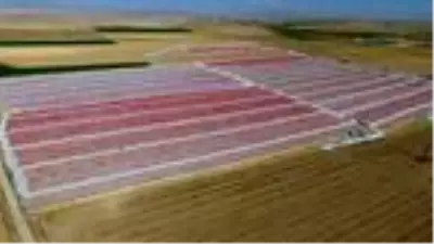 Ereğli'den 41 milyon liralık domates kurusu ihracatı Ereğli'den 41 milyon liralık domates kurusu ihracatı