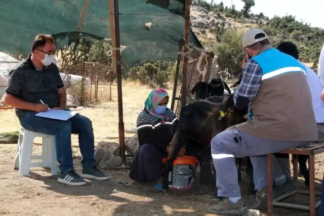 Son Dakika | Isparta'da bölge hayvancılığına damızlık gen ...