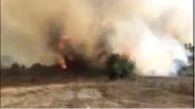 Kandıra'da orman yangını Kandıra'da orman yangını