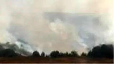 Kandıra'da orman yangını Kandıra'da orman yangını