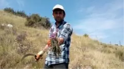 Kara kazandan gelen doğal şifa Kara kazandan gelen doğal şifa