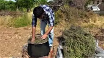 Kara kazandan gelen doğal şifa Kara kazandan gelen doğal şifa