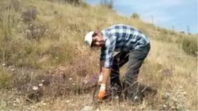 Kara kazandan gelen doğal şifa Kara kazandan gelen doğal şifa
