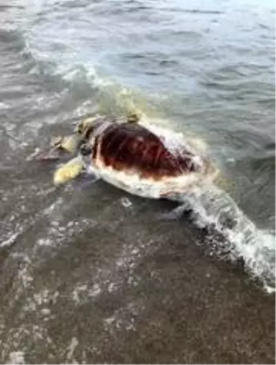 Kemer'de sahile ölü caretta caretta vurdu Kemer'de sahile ölü caretta caretta vurdu