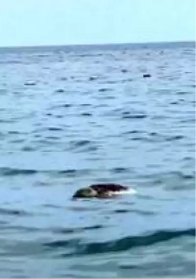 Kemer'de sahile ölü caretta caretta vurdu Kemer'de sahile ölü caretta caretta vurdu