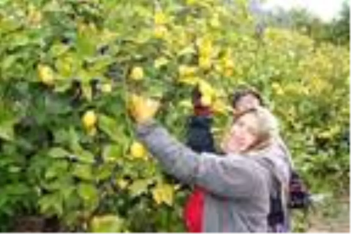 'Limon, bu yıl altın dönemini yaşayacak'