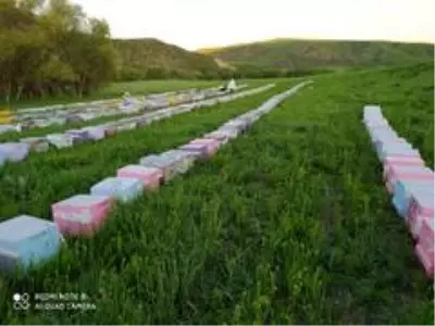 Mardin'de bal hasadı başladı Mardin'de bal hasadı başladı