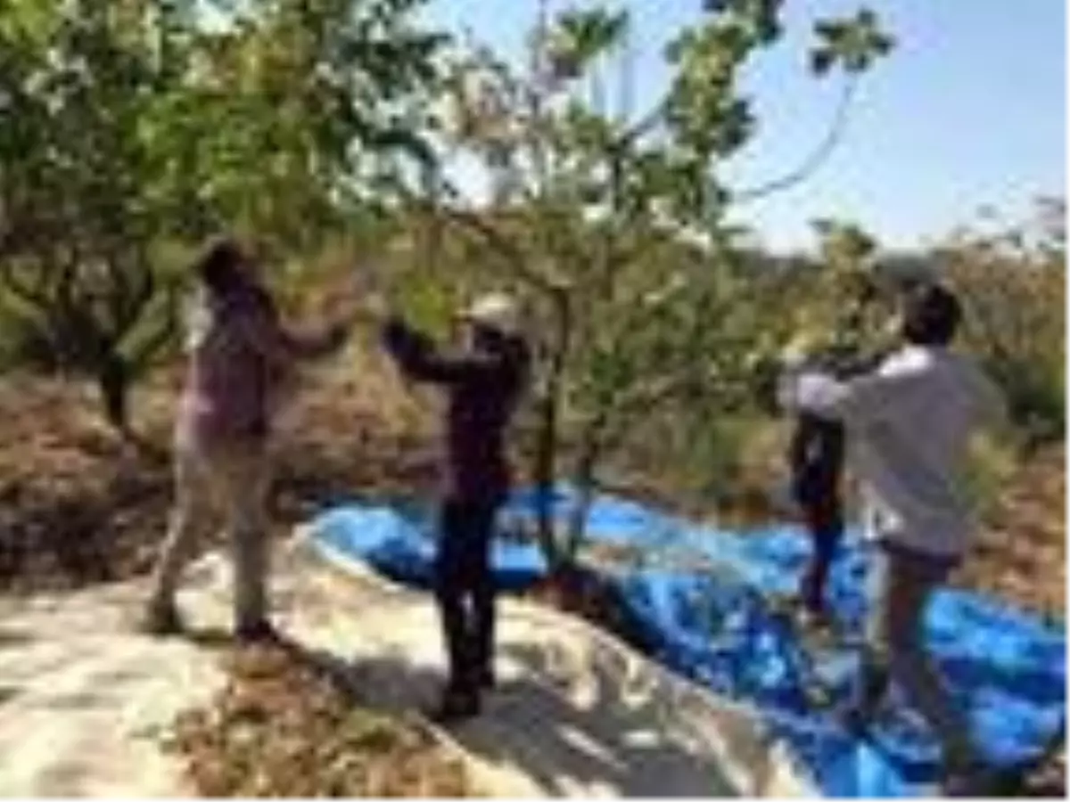 Siirt'te fıstık hasadı üreticilerin yüzünü güldürdü