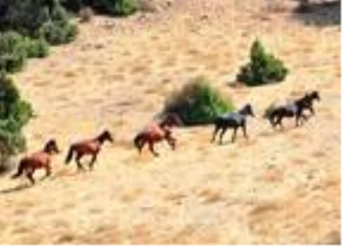 Spil Dağı'ndaki yılkı atlarının envanteri çıkarıldı