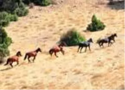 Spil Dağı'ndaki yılkı atlarının envanteri çıkarıldı Spil Dağı'ndaki yılkı atlarının envanteri çıkarıldı