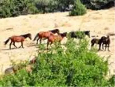 Spil Dağı'ndaki yılkı atlarının envanteri çıkarıldı Spil Dağı'ndaki yılkı atlarının envanteri çıkarıldı