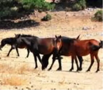 Spil Dağı'ndaki yılkı atlarının envanteri çıkarıldı Spil Dağı'ndaki yılkı atlarının envanteri çıkarıldı