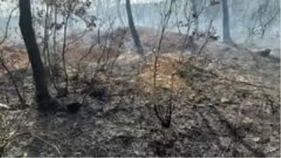 Yüksek gerilim hattının altındaki ormanlık alan alevlere teslim oldu Yüksek gerilim hattının altındaki ormanlık alan alevlere teslim oldu