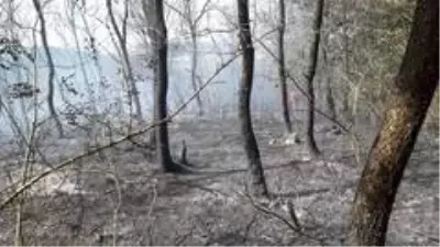 Yüksek gerilim hattının altındaki ormanlık alan alevlere teslim oldu Yüksek gerilim hattının altındaki ormanlık alan alevlere teslim oldu