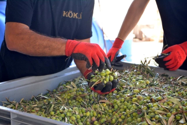Zeytin ve zeytinyağının başkenti Ayvalık'ta yılın ilk erken hasat zeytinyağı sıkıldı