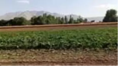 Son dakika haber | Ağabeyinin kullandığı traktörün altında kalan kişi öldü Son dakika haber | Ağabeyinin kullandığı traktörün altında kalan kişi öldü