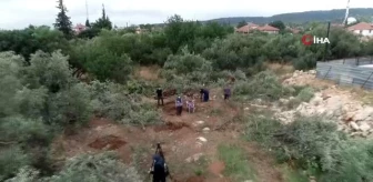Antalya'da 42 zeytin ağacı inşaat çalışması için katledildi