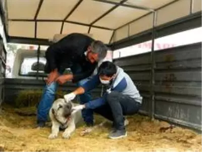 Ayının yaraladığı köpek kurtarılamadı Ayının yaraladığı köpek kurtarılamadı