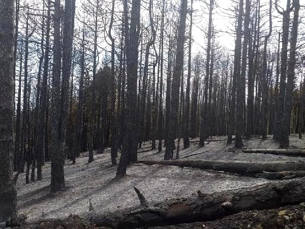 Bergama'daki İvrindi'ye de sıçrayan yangında toplam 100 hektar orman küle döndü