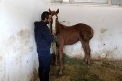 Bu üniversite yarış atı fabrikası gibi Bu üniversite yarış atı fabrikası gibi