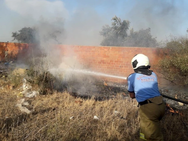Burhaniye'de ot yangını zeytin ağaçlarına zarar verdi