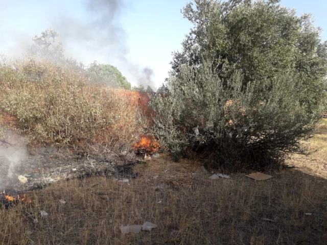 Burhaniye'de ot yangını zeytin ağaçlarına zarar verdi