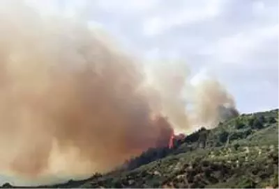 Bursa'da orman yangını Bursa'da orman yangını